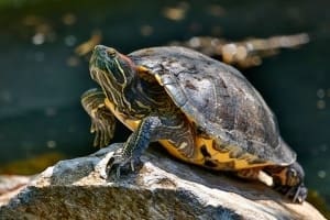 buy a red eared slider turtle