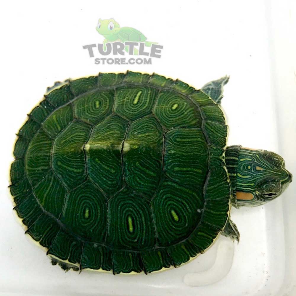 small turtles for sale