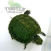 red ear slider turtles for sale