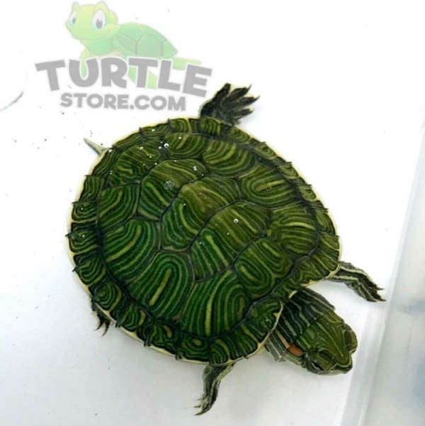 red ear slider turtles for sale