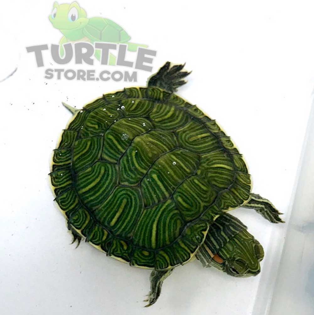 red eared slider for sale