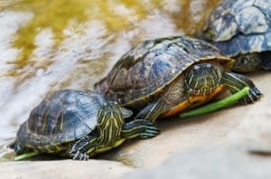 red eared slider turtle for sale captive bred