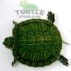 red eared slider turtle