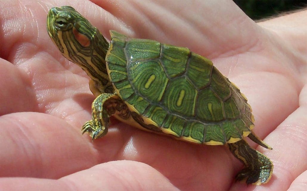Red Eared Slider turtle for sale - Turtlestore.com