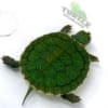 slider turtle for sale