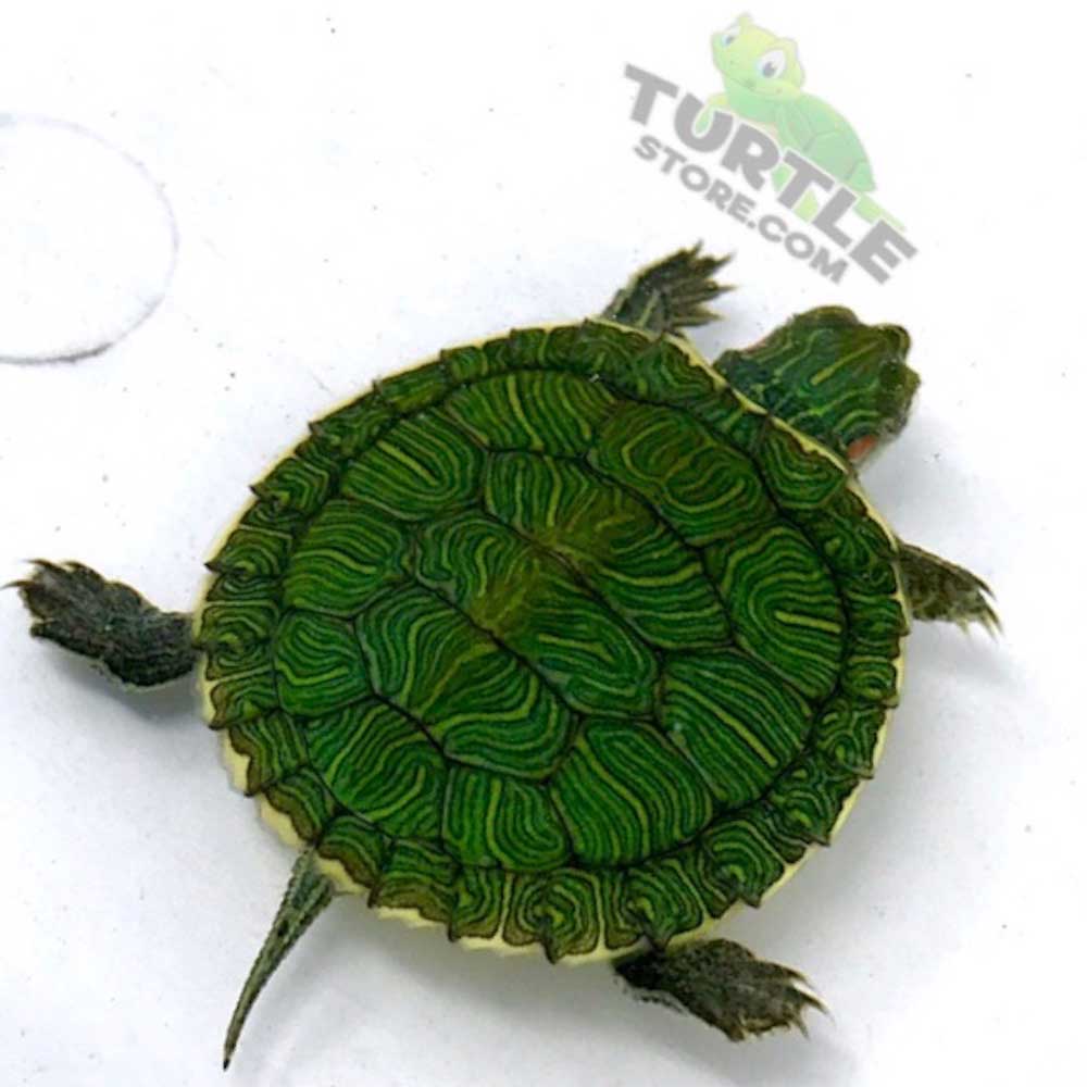 red eared slider for sale