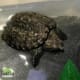 snapping turtle for sale