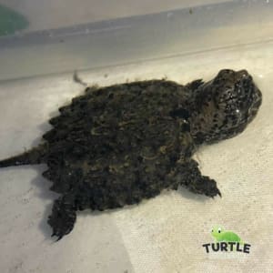 snapping turtles for sale