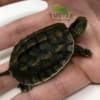 chinese golden thread turtle for sale