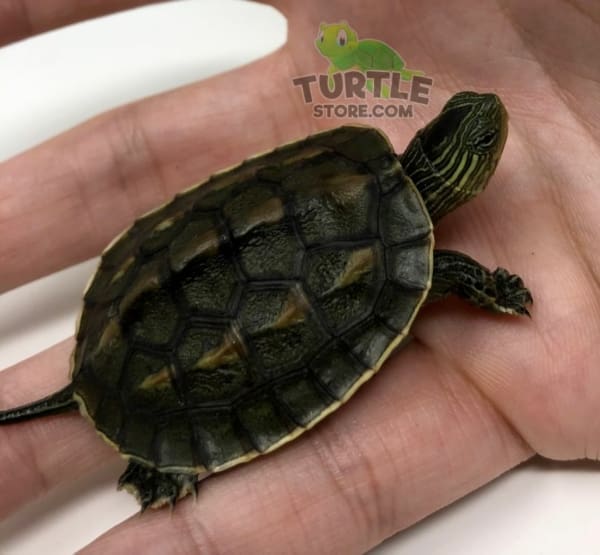chinese golden thread turtle for sale