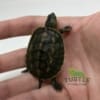 chinese golden thread turtle for sake