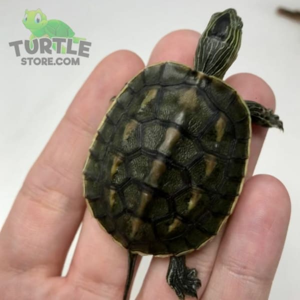 chinese golden thread turtle