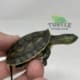 chinese golden thread turtle