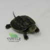baby chinese golden thread turtle