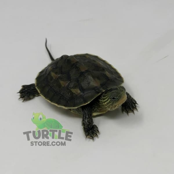 baby chinese golden thread turtle