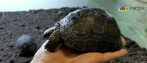 aldabra tortoise for sale