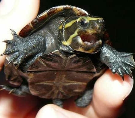 3 striped mud turtle for sale