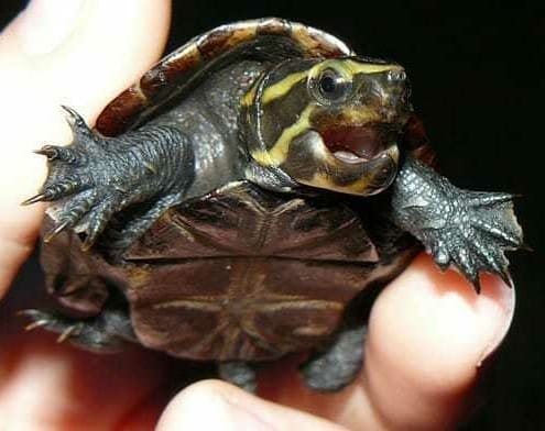 3 striped mud turtle for sale