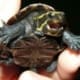 3 striped mud turtle for sale