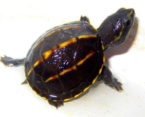 3 striped mud turtles for sale