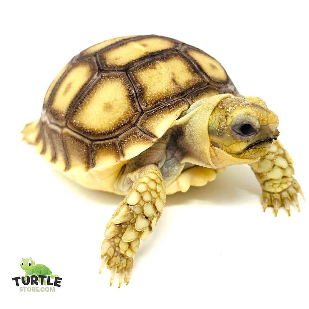 African Sulcata tortoise for sale