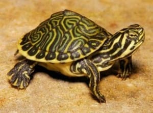 River Cooter Turtle For Sale