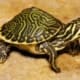 River Cooter Turtle For Sale