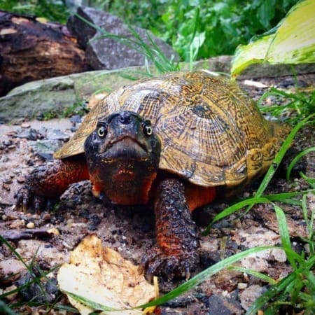 north american wood turtle