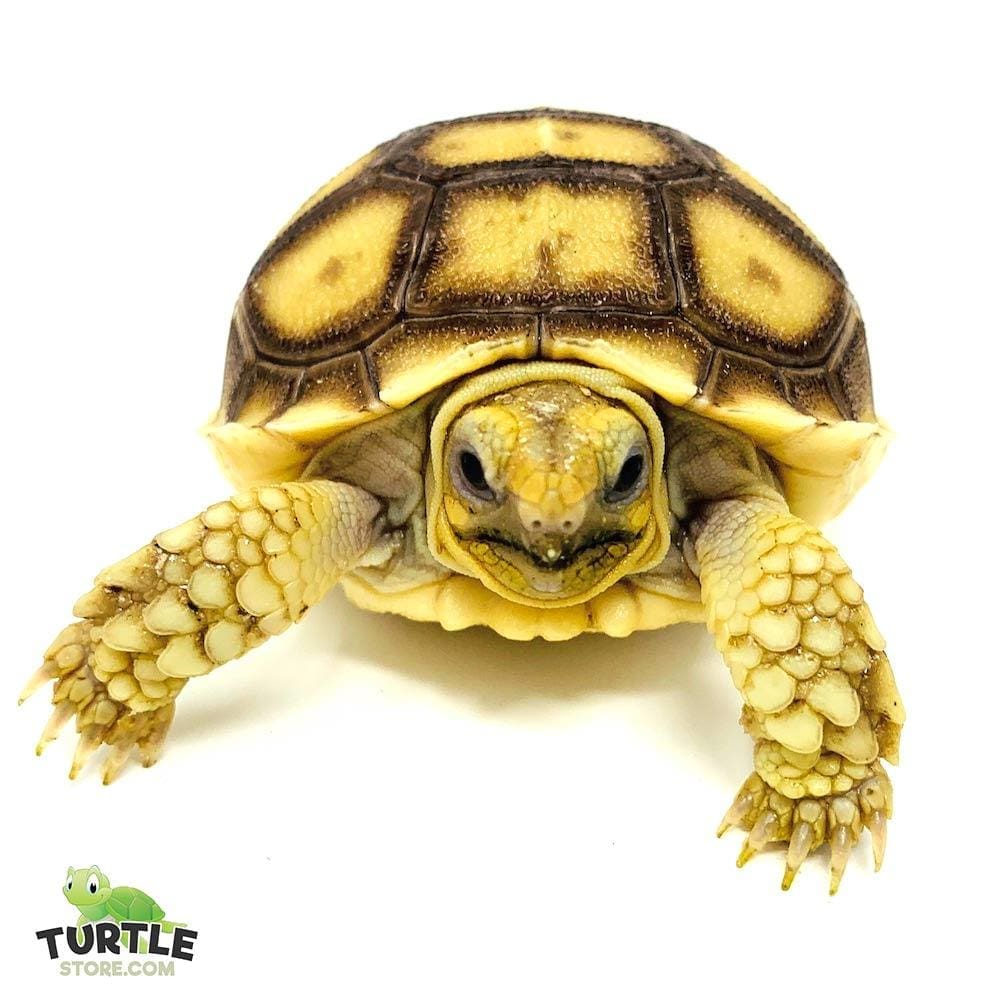 Sulcata tortoise for sale