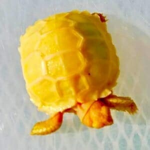 albino sulcata tortoises for sale