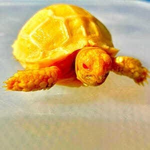 albino sulcata tortoise