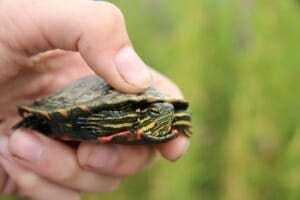 baby painted turtle for sale