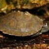 baby map turtles