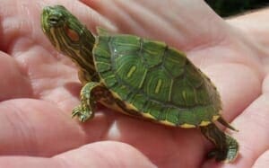 red eared slider turtle for sale