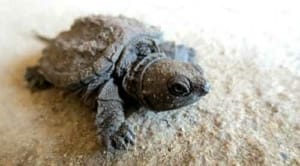 Baby Snapping Turtle for sale