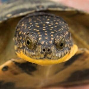 blanding's turtle For sale