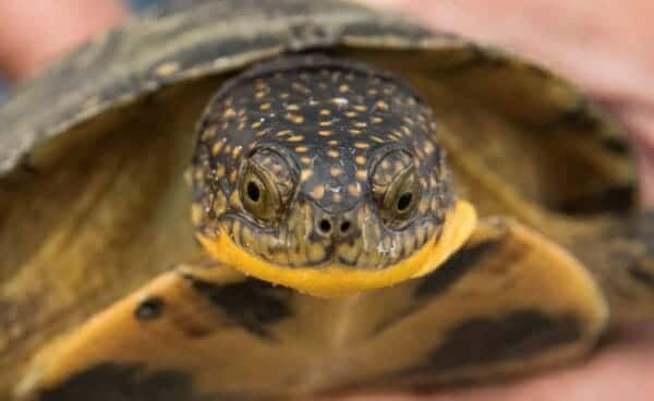 blanding's turtle For sale