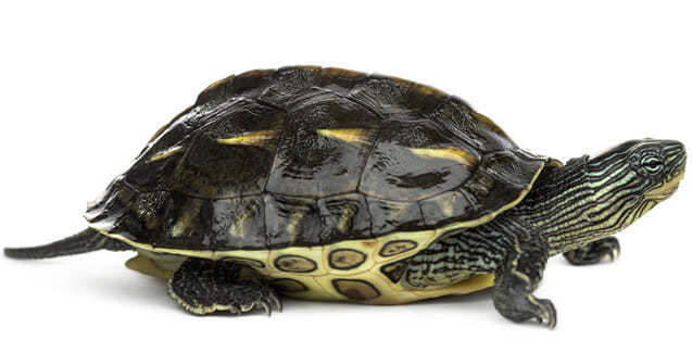 Chinese Golden Thread Turtle For Sale - Turtlestore.com