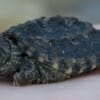 common snapping turtle for sale