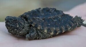 common snapping turtle for sale