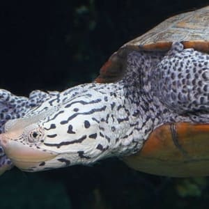 concentric Diamondback Terrapin For Sale