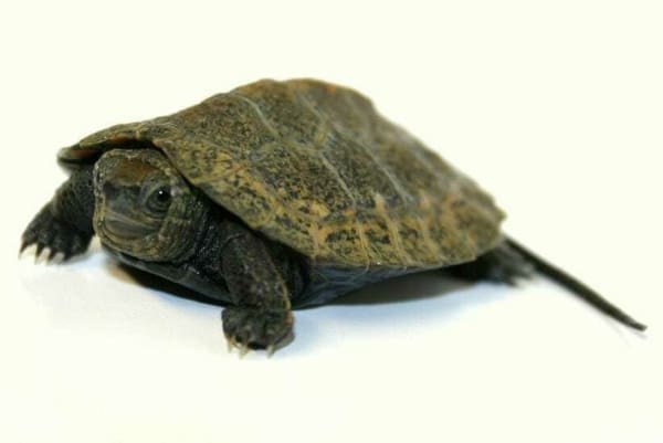 japanese pond turtle for sale
