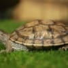map turtle