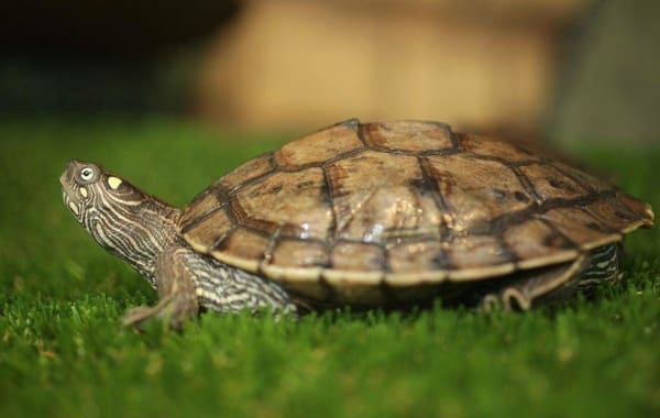 map turtle