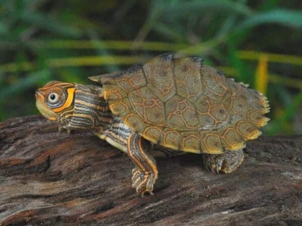 Map Turtle For Sale