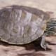 Map Turtle For Sale