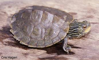 Map Turtle For Sale