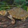 map turtle for sale