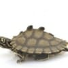 map turtles for sale