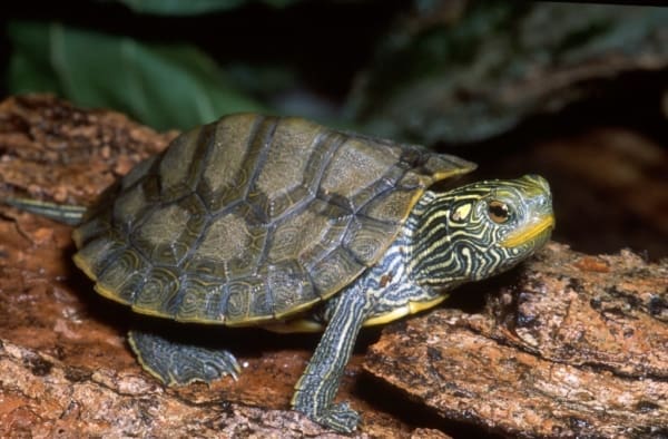 map turtles for sale